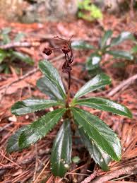 Attēlu rezultāti vaicājumam “Chimaphila umbellata fruit”