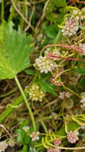 Attēlu rezultāti vaicājumam “Cuscuta europaea flower”