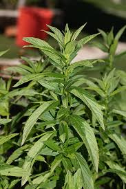 Image result for Menta x piperita