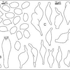 Attēlu rezultāti vaicājumam “Phleogena faginea young”