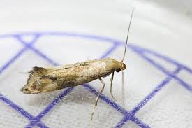 Attēlu rezultāti vaicājumam “Epermenia falciformis”