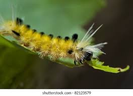 Attēlu rezultāti vaicājumam “Zygaena lonicerae larva”