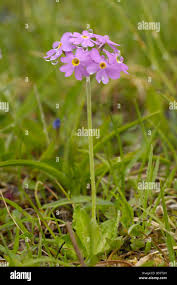 Attēlu rezultāti vaicājumam “Primula farinosa flower”