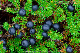 Attēlu rezultāti vaicājumam “Empetrum nigrum fruit”