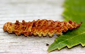 Attēlu rezultāti vaicājumam “Drepanidae”