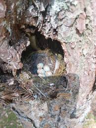 Attēlu rezultāti vaicājumam “Muscicapa striata nest”