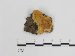 Attēlu rezultāti vaicājumam “Diplomitoporus flavescens”