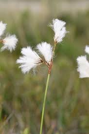 Attēlu rezultāti vaicājumam “Eriophorum gracile”