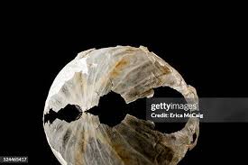 Attēlu rezultāti vaicājumam “Emberiza schoeniclus eggs”