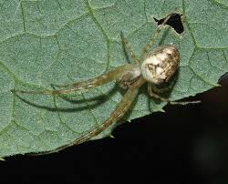 Attēlu rezultāti vaicājumam “Metellina segmentata”