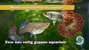 Image result for vissen