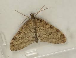 Attēlu rezultāti vaicājumam “Trichopteryx carpinata”