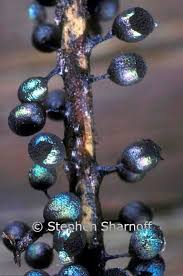 Attēlu rezultāti vaicājumam “Lamproderma debile spores”