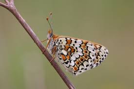 Attēlu rezultāti vaicājumam “Melitaea cinxia upperside”