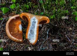 Attēlu rezultāti vaicājumam “Lactarius deterrimus”