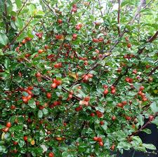 Attēlu rezultāti vaicājumam “Cotoneaster divaricatus”
