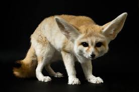 Attēlu rezultāti vaicājumam “Vulpes zerda”