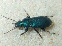 Attēlu rezultāti vaicājumam “Poecilus lepidus”