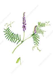 Attēlu rezultāti vaicājumam “Vicia cracca leaf”