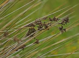 Attēlu rezultāti vaicājumam “Juncus capitatus fruit”