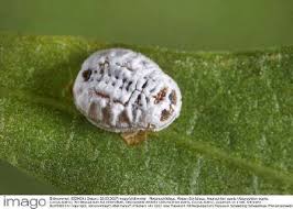 Attēlu rezultāti vaicājumam “Aleurochiton aceris”