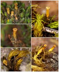 Attēlu rezultāti vaicājumam “Orthotrichum speciosum sporophyte”