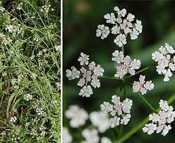 Attēlu rezultāti vaicājumam “Torilis japonica”