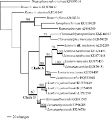 Attēlu rezultāti vaicājumam “Lentaria sp.”