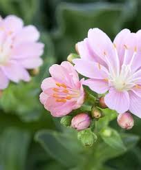 Image result for Bitterwurz