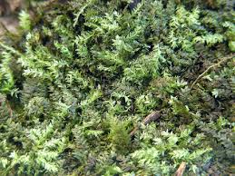 Attēlu rezultāti vaicājumam “Orthotrichum speciosum”