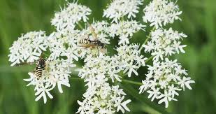 Attēlu rezultāti vaicājumam “Angelica sylvestris flower”