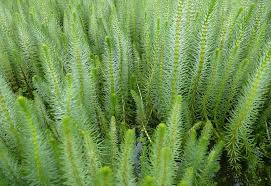 Attēlu rezultāti vaicājumam “Hippuris vulgaris leaf”