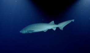 Image result for Hexanchus griseus