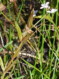 Attēlu rezultāti vaicājumam “Veronica scutellata flower”