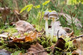 Attēlu rezultāti vaicājumam “Mycena epipterygia”