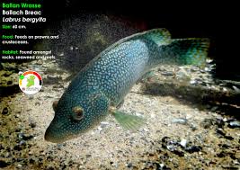 Image result for Labrus bergylta