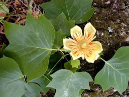 Attēlu rezultāti vaicājumam “Liriodendron tulipifera leaf”