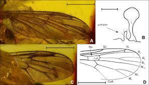 Attēlu rezultāti vaicājumam “Ptychoptera sp. female”