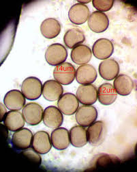 Attēlu rezultāti vaicājumam “Licea minima sessile”
