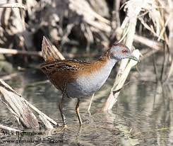 Image result for Porzana pusilla