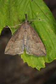 Attēlu rezultāti vaicājumam “Hypena rostralis”