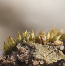 Attēlu rezultāti vaicājumam “Gyroweisia tenuis”