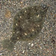 Image result for Limanda limanda