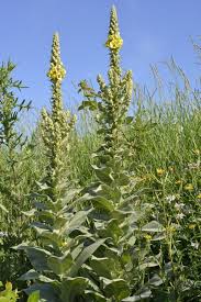 Image result for Verbascum thapsus