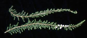 Attēlu rezultāti vaicājumam “Calluna vulgaris leaf”