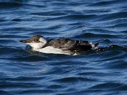 Image result for Uria aalge