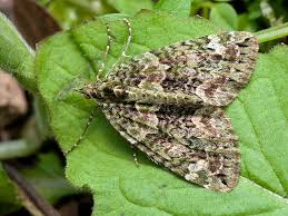 Attēlu rezultāti vaicājumam “Chloroclysta siterata”