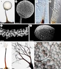 Attēlu rezultāti vaicājumam “Collaria arcyrionema spores”