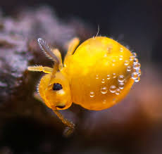 Attēlu rezultāti vaicājumam “Collembola”
