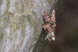 Attēlu rezultāti vaicājumam “Proutia betulina larva”